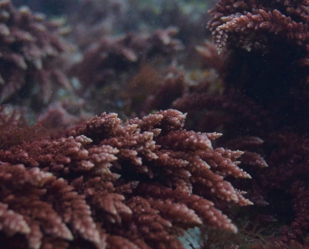 Image of red seaweed in the water